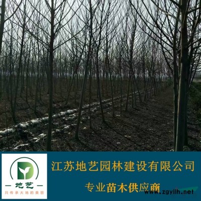 供應大葉黃楊大葉黃楊產地 江蘇地藝園林苗圃基地 江蘇冬青小苗
