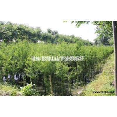 浙江嘉興池杉價(jià)格32元/棵