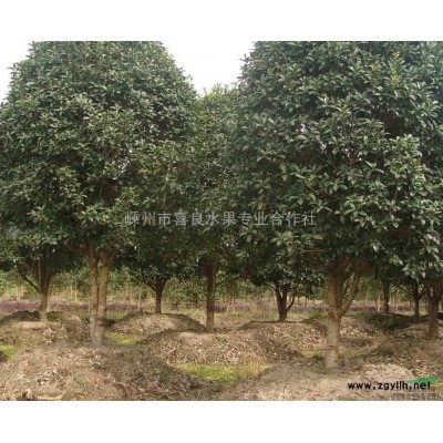 12-13-15公分雞爪槭大量出售