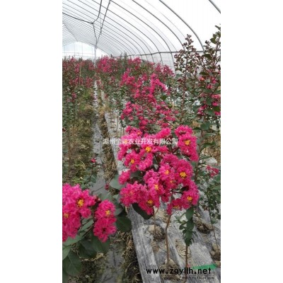豐花紅矮紫薇