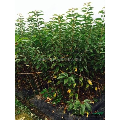 供應(yīng)桂花 嵊州桂花 桂花*新報(bào)價(jià)