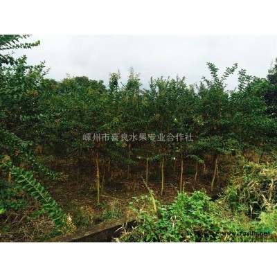 紫薇小苗 紫薇小苗*新價(jià)格