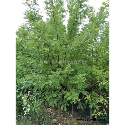 大量供應(yīng)紅楓小苗 紅楓小苗*新報(bào)價(jià)