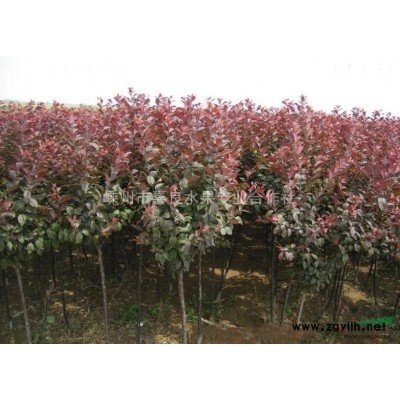 桂花小苗 桂花小苗價(jià)格