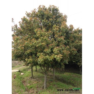 供應(yīng)花桃d4一5公分