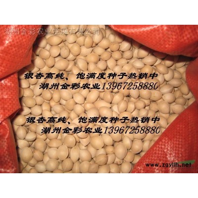 西府海棠當(dāng)年苗