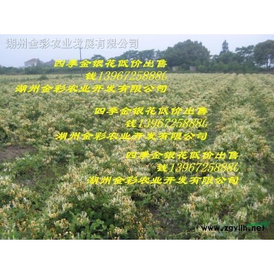 紅葉石楠枝條