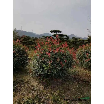 羽毛楓4*新價格/羽毛楓4報價