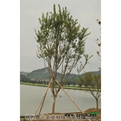 浙江香泡基地一角2*新報價/香泡基地一角2圖片