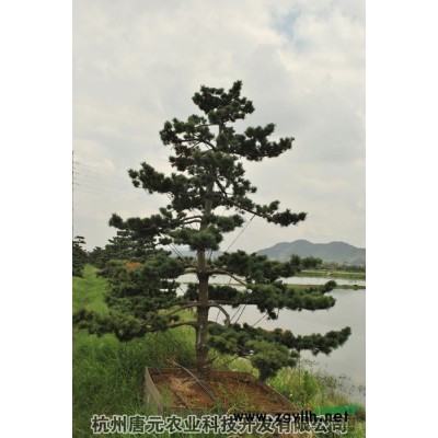 浙江基地一角*新報價/基地一角圖片