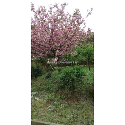 浙江紹興染井吉野早櫻圖片/浙江紹興染井吉野早櫻報(bào)價(jià)