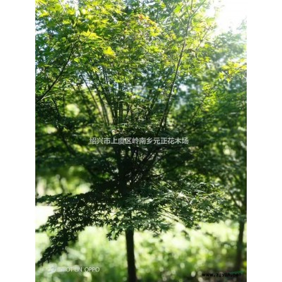 優(yōu)質(zhì)特價(jià)浙江紹興五針?biāo)僧a(chǎn)地直銷