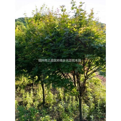 浙江紹興羽毛楓行情報價/浙江紹興羽毛楓圖片展示