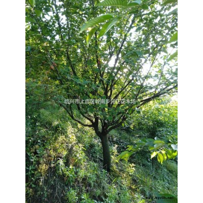 大小規(guī)格浙江上虞紅楓基地
