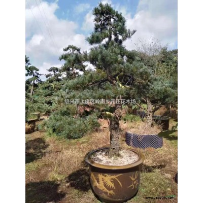 浙江紹興晚櫻哪里好/哪家便宜