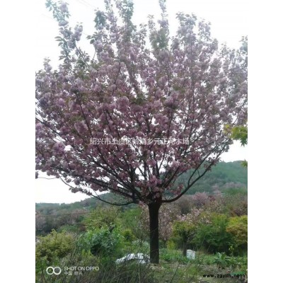 浙江上虞晚櫻行情報價/浙江上虞晚櫻圖片展示