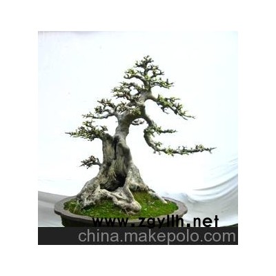 供應(yīng)精品盆景 榆樹盆景 樹木盆景 綠化造型大樹