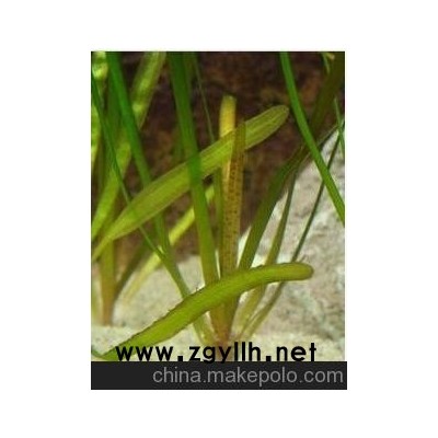 苦草苗 沉水植物 養魚養蝦養螃蟹 河道綠化 凈化水質