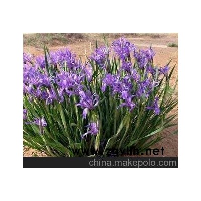 熱銷批發馬蘭花 馬藺苗 馬蘭花苗/多年生宿根植物 工程綠化苗