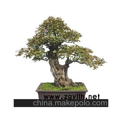 供應出口韓國盆景，美國盆景、日本盆景，大型樹樁盆景
