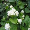 批發(fā)茉莉花白色 雙色茉莉花芳香植物 四季開花室內陽臺綠植盆栽