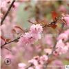 榆葉梅樹苗批發(fā) 庭院盆栽花卉 精品盆景嫁接榆葉梅苗綠化苗木