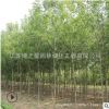 速生白蠟樹苗批發(fā)工程綠化苗木行道庭蔭樹白臘小苗規(guī)格齊全