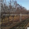 紫葉李樹苗批發(fā)園林綠化苗木紅葉李樹苗 速生紫葉李規(guī)格齊全