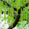 楓楊樹苗批發(fā)園林景觀綠化苗木耐水楓楊樹苗 規(guī)格齊全 包郵