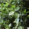 常綠植物大葉黃楊苗批發(fā)工程綠化苗木大葉黃楊小苗綠籬大葉黃楊球