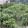 灑金珊瑚小苗園林工程綠化苗木批發(fā)行道點綴庭院盆栽灑金珊瑚小苗
