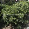 海桐球苗批發(fā)園林工程綠化苗木氣味芳香海桐球綠植規(guī)格齊全