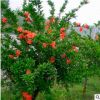 庭蔭綠化苗木花石榴 湖南苗圃直供 湖南花石榴價(jià)格 規(guī)格齊全