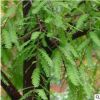園林綠化喬木合歡小苗 湖南苗圃直供 庭院觀花植物合歡樹 貨源足