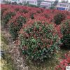 苗圃供應紅葉石楠球 四季常青庭院綠化苗木 紅葉石楠球批發