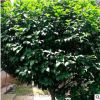 茶花花卉直銷 庭院觀賞灌木 湖南苗木基地花卉批發(fā)