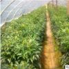 現(xiàn)貨直銷法國冬青 湖南精品法國冬青苗批發(fā) 價(jià)格實(shí)惠