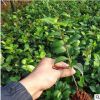 林園精品茶花小苗 湖南觀賞苗木 茶花小苗批發