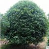 直銷精品桂花樹苗 工程綠化苗木桂花樹苗批發 量大優惠