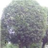 供應多規格桂花球苗 市政林園綠化苗木桂花球批發