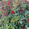 盛宏苗木樹狀月季花苗 湖南精品觀賞苗木 樹狀月季花苗批發
