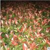 紅葉石楠苗批發(fā) 精品常綠喬木多規(guī)格紅葉石楠苗供應(yīng)