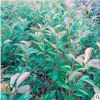 紅葉石楠球庭院綠化觀賞苗木 湖南精品紅葉石楠批發(fā)