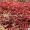 美國紅楓小苗基地批發園林植物 紅楓樹苗 造型老樁盆景日本紅楓苗