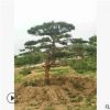【圃地直發】造型松樹綠化工程苗木批發