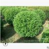 【苗圃發貨】藍葉忍冬球造型球綠化樹工程苗木東北耐寒苗木批發