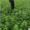 【苗圃發(fā)貨】紅瑞木扦插小苗綠化苗工程苗東北耐寒苗木批發(fā)