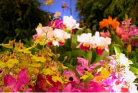 俄羅斯莫斯科園藝園林花卉展覽會FlowersExpo
