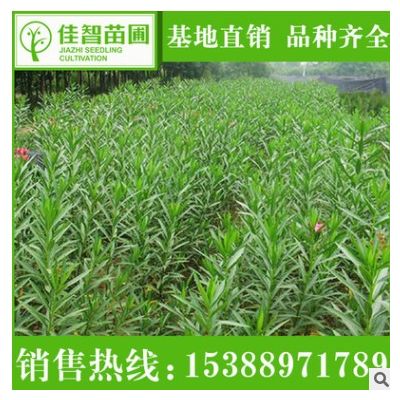 湖南基地批發夾竹桃 園林灌木夾竹桃苗 綠化工程夾竹桃