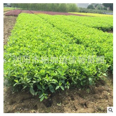 長期供應園林綠化苗木灌木球大葉梔子 工程園林綠化苗木大葉梔子
